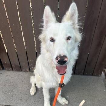 Thomas -  Mixed Breed Dog for Adoption in Los Angeles, California - Thomas | PetCurious
