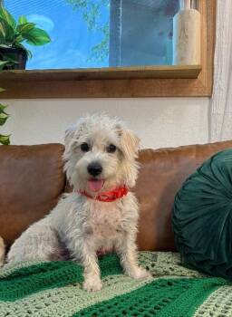 West Highland White Terrier Westie and Maltese Dogs Available for Adoption - Sarah Belle Sunshine | PetCurious