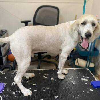 Poodle and Labrador Retriever Dogs Available for Adoption in Muncie, Indiana - Starsky | PetCurious