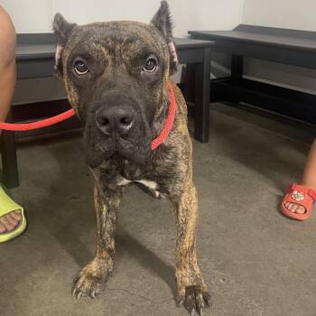 Broly -  Mastiff Dog for Adoption in Tampa, Florida - Broly | PetCurious