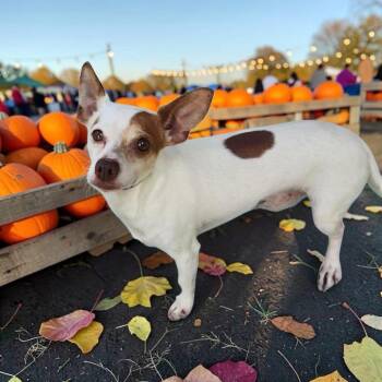 Miko -  Chihuahua Dog for Adoption in Lorida, Florida - Miko | PetCurious