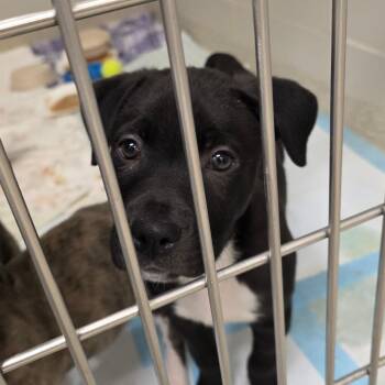 Mixed Breed Dogs Available for Adoption - Ranger | PetCurious