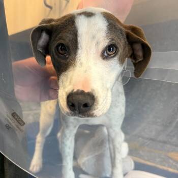 Terrier Dogs Available for Adoption in Wilmington, Delaware - Gabriella | PetCurious