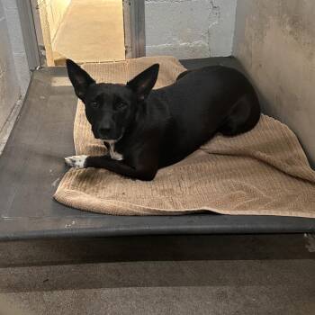 Stormy Rain -  Mixed Breed Dog for Adoption in Summerville, South Carolina - Stormy Rain | PetCurious