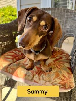 Rescue Miniature Dachshund Dogs for Adoption in Monroe, North Carolina - Sammy | PetCurious