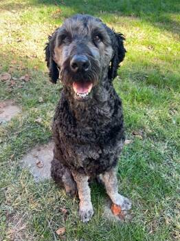 Huck -  Rottweiler and Standard Poodle Dog for Adoption in Sherman, Illinois - Huck | PetCurious