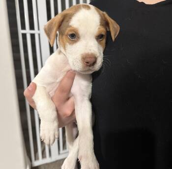 Spud -  Mixed Breed Dog for Adoption in Longview, Texas - Spud | PetCurious