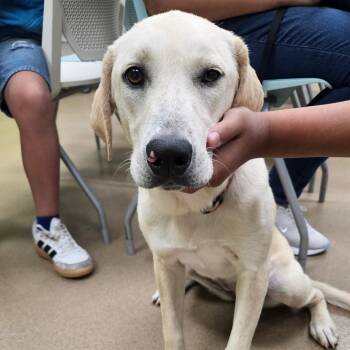 Labrador Retriever Dogs Available for Adoption in Corpus Christi, Texas - Coco | PetCurious