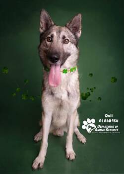 Siberian Husky Dogs Available for Adoption in Thousand Palms, California - QUIL | PetCurious