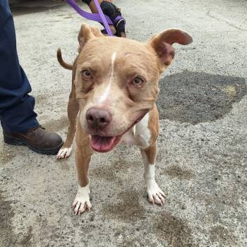 Rescue Pit Bull Terrier Dogs for Adoption in Austin, Texas - Posey | PetCurious