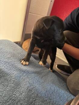 Newfoundland Dog and Mixed Breed Dogs Available for Adoption in Visalia, California - A253161 | PetCurious