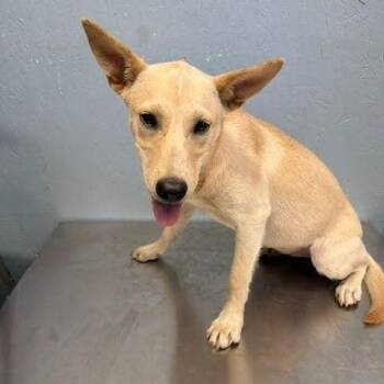Lucy Lou -  Feist and Mixed Breed Dog for Adoption - Lucy Lou | PetCurious