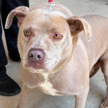 Caviar -  Mixed Breed Dog for Adoption in Savannah, Georgia - Caviar | PetCurious