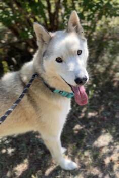 Smalls -  Husky Dog for Adoption in Bemidji, Minnesota - Smalls | PetCurious