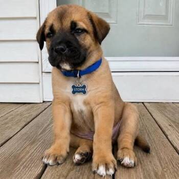Pit Bull Terrier and German Shepherd Dog Dogs Available for Adoption in Crosby, Texas - Storm | PetCurious