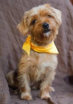 Champagne -  Yorkshire Terrier Dog for Adoption in Hollywood, Florida - Champagne | PetCurious