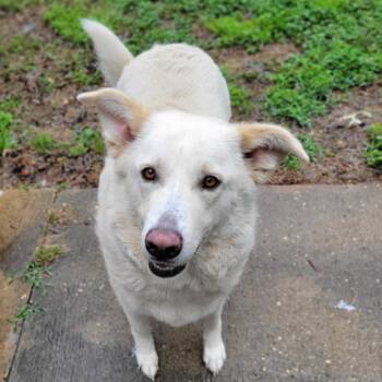 Great Pyrenees and German Shepherd Dog Dogs Available for Adoption in Montgomery, Alabama - Willow | PetCurious