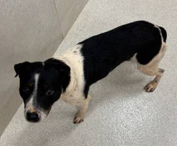 Rescue Rat Terrier and Mixed Breed Dogs for Adoption in Honolulu, Hawaii - Houdini | PetCurious