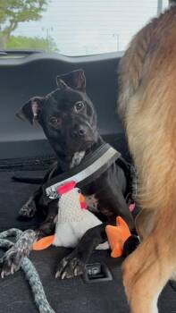 Beluga -  Terrier Dog for Adoption in Gulfport, Mississippi - Beluga | PetCurious