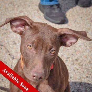 Reece -  American Staffordshire Terrier and Chocolate Labrador Retriever Dog for Adoption in Huntley, Illinois - Reece | PetCurious
