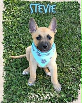 Stevie -  German Shepherd Dog and Australian Kelpie Dog for Adoption in Grove, Oklahoma - Stevie | PetCurious