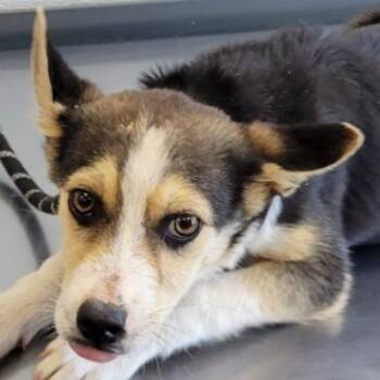 Mixed Breed Dogs Available for Adoption in Las Cruces, New Mexico - Hot Dog | PetCurious