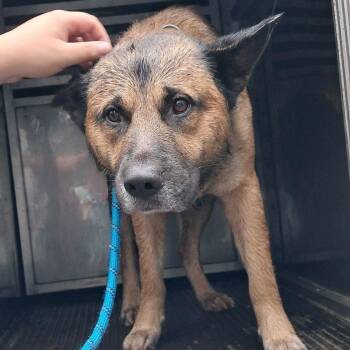 Chewbacca (Bocca) -  Shepherd Dog for Adoption in Valley, Alabama - Chewbacca (Bocca) | PetCurious