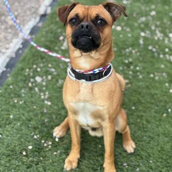 Pug and Mixed Breed Dogs Available for Adoption in Bullhead City, Arizona - Chippy | PetCurious