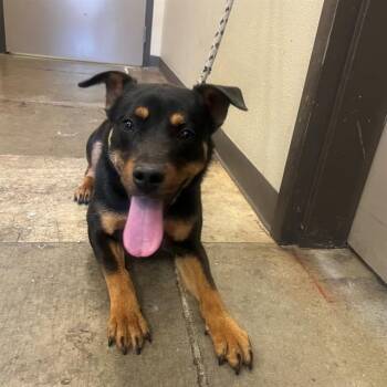 Rottweiler and Mixed Breed Dogs Available for Adoption - BUSTER | PetCurious
