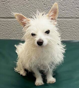 Exquisite Lil Mr Emperor Ming the Magical Maltichi -  Maltese and Chihuahua Dog for Adoption in North Valley, New Mexico - Exquisite Lil Mr Emperor Ming The Magical Maltichi | PetCurious
