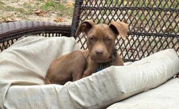 Rescue American Staffordshire Terrier and Pit Bull Terrier Dogs for Adoption in Colonial Heights, Virginia - Honey | PetCurious