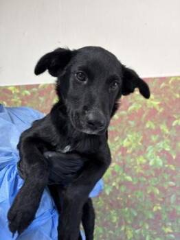 Adrian -  Labrador Retriever and Mixed Breed Dog for Adoption in San Antonio, Texas - Adrian | PetCurious