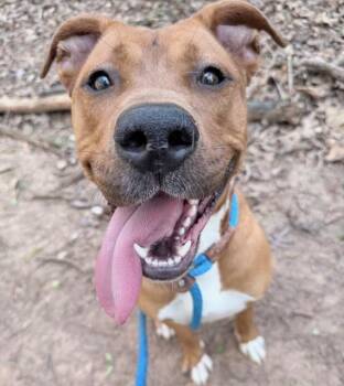 Pit Bull Terrier Dogs Available for Adoption in Charlotte, North Carolina - PEANUT BUTTER | PetCurious