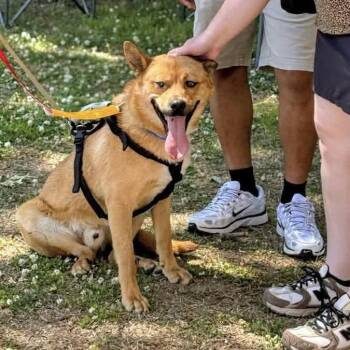 Husky Dogs Available for Adoption in Hillsborough, North Carolina - Maui | PetCurious