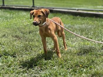 BERTIE -  German Shepherd Dog and Mixed Breed Dog for Adoption in Pueblo, Colorado - BERTIE | PetCurious