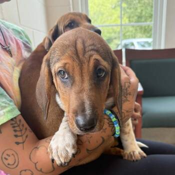 Teller -  Hound and Mixed Breed Dog for Adoption in Gloucester, Virginia - Teller | PetCurious