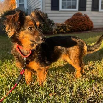 Mixed Breed Dogs Available for Adoption in Fredericksburg, Virginia - Hope | PetCurious