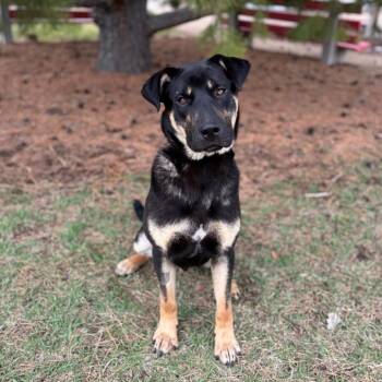 Shepherd and Mixed Breed Dogs Available for Adoption in Fargo, North Dakota - Ravioli***ADOPTION PENDING*** | PetCurious