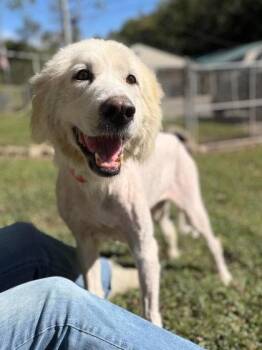 SugarPlum -  Mixed Breed Dog for Adoption in Leitchfield, Kentucky - SugarPlum | PetCurious