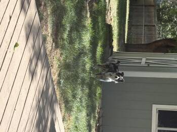 Skye -  Australian Shepherd Dog for Adoption in Boulder, Colorado - Skye | PetCurious