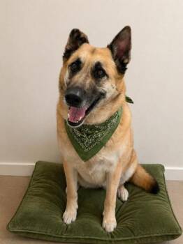 German Shepherd Dog and Mixed Breed Dogs Available for Adoption in North Richland Hills, Texas - Rocky | PetCurious