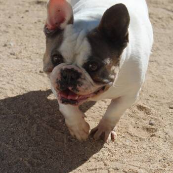 Rescue French Bulldog Dogs for Adoption in Yucca Valley, California - Ranger | PetCurious