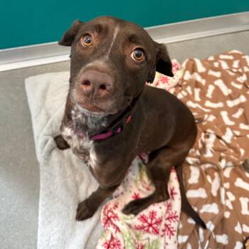 Mixed Breed Dogs Available for Adoption - Lina | PetCurious