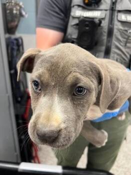 Pit Bull Terrier and Mixed Breed Dogs Available for Adoption in Gastonia, North Carolina - Tia | PetCurious