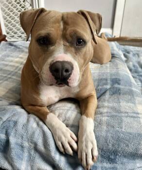 American Staffordshire Terrier Dogs Available for Adoption - Suki | PetCurious