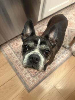 Boston Terrier Dogs Available for Adoption in Maryville, Tennessee - Lady Jane Cornwell | PetCurious