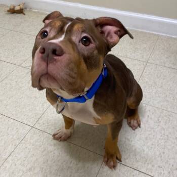 Rescue American Bulldog and Mixed Breed Dogs for Adoption in Fall River, Massachusetts - Zuri | PetCurious