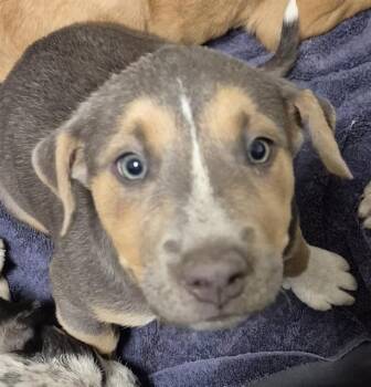 Polly - URGENT -  Pit Bull Terrier Dog for Adoption in Thousand Oaks, California - Polly - URGENT | PetCurious