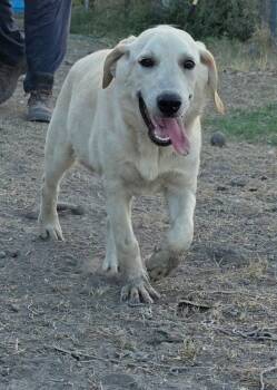 Rescue Mixed Breed Dogs for Adoption in Fort Stockton, Texas - Nimbus K 6 | PetCurious