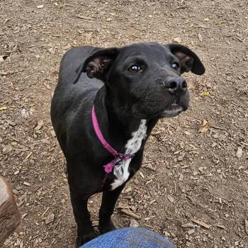 Rescue Labrador Retriever and Hound Dogs for Adoption in Ringwood, New Jersey - Pearl | PetCurious
